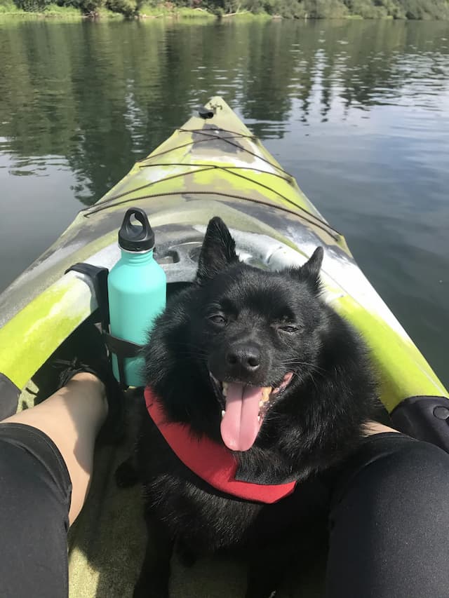 A black Schipperke with its tongue out, sitting on a green kayak with a water bottle, paddled by a person on a calm body of water.