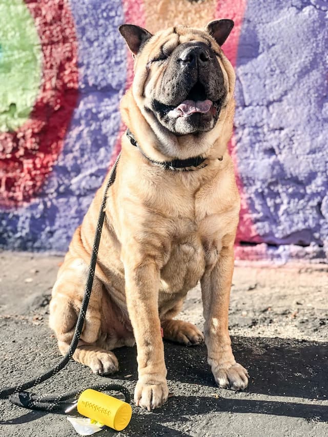 A Chinese Shar-Pei with a wrinkled face sits on the pavement, leash on, next to a yellow object. The background is a colorful wall with graffiti.