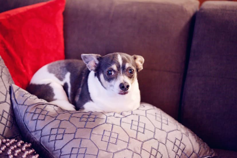 A small black and white Chihuahua is lying on a patterned cushion on a grey sofa, with a red cushion in the background.