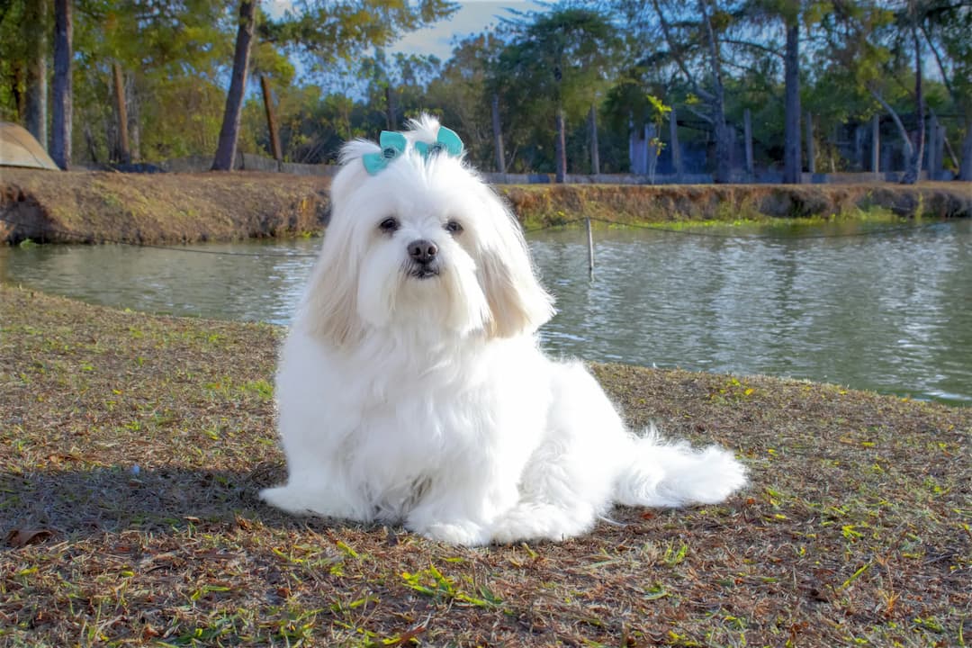 A white, fluffy Lhasa Apso with a blue bow on its head lies on the grassy ground by a pond with trees in the background.