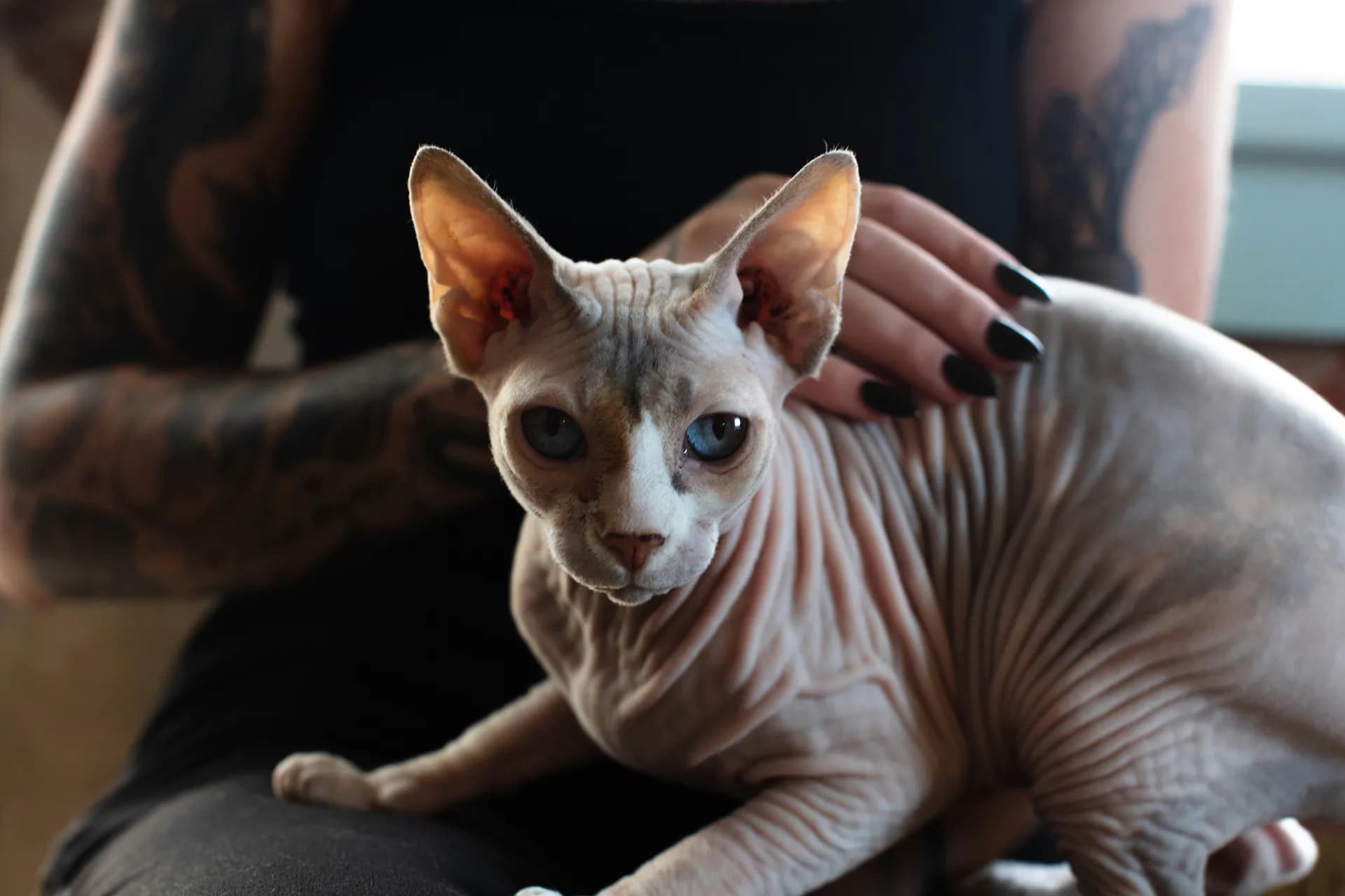 Sphynx