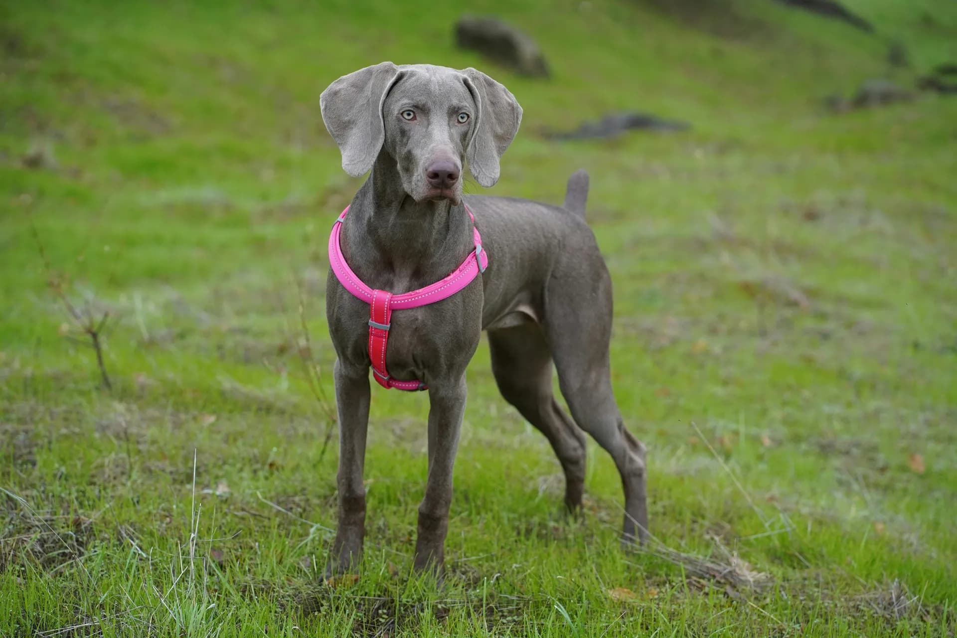 A Weimaraner wearing a pink harness stands on a grassy field, looking alertly into the distance.