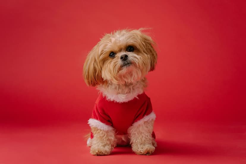 A small Shih Tzu with light brown fur is sitting against a red background, wearing a red and white holiday-themed outfit.