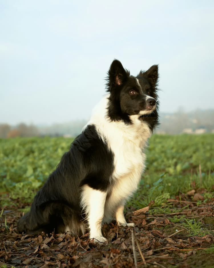 A black and white Border Collie sits attentively on a leaf-covered ground with a green field in the background.