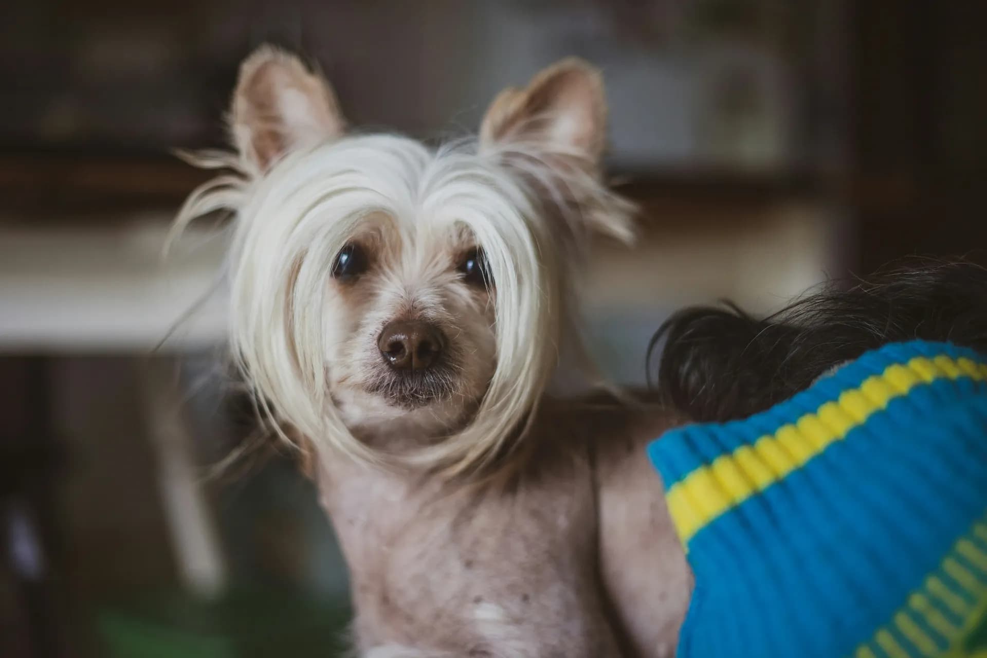 Close-up of a small Chinese Crested with long white fur around its face and ears, and a mostly hairless body. The dog is looking at the camera, and a person in a striped sweater is visible in the foreground.