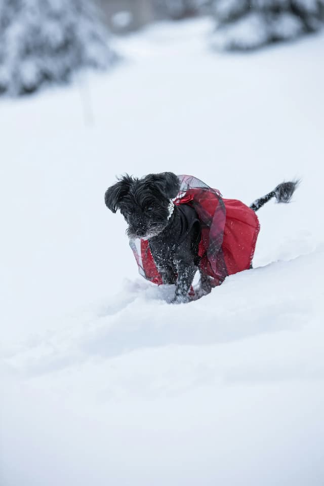 A small black Yorkipoo in a red jacket walks through the snow.