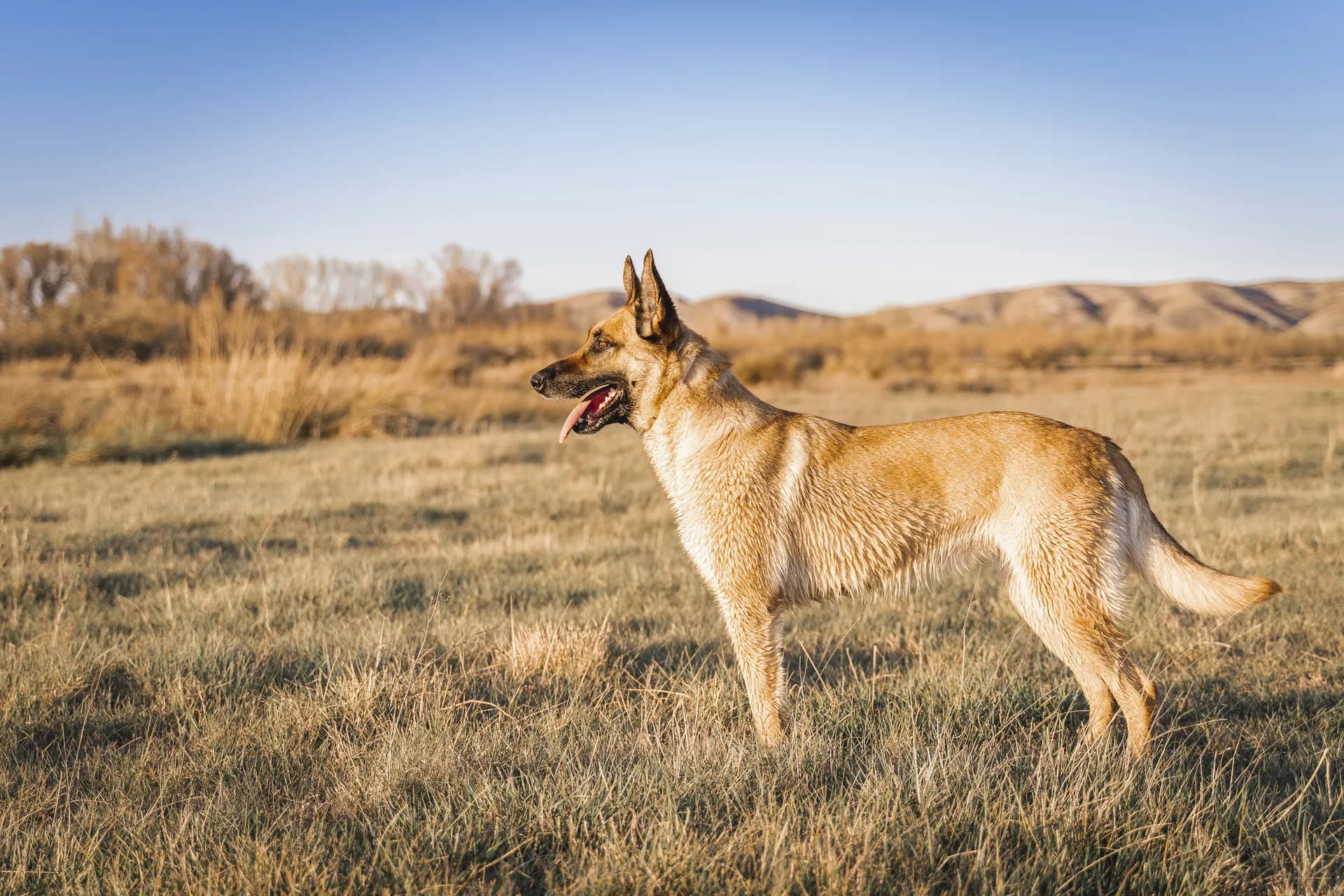 A tan Belgian Malinois with pointed ears stands alert on a grassy plain, distant hills and a clear blue sky in the background.