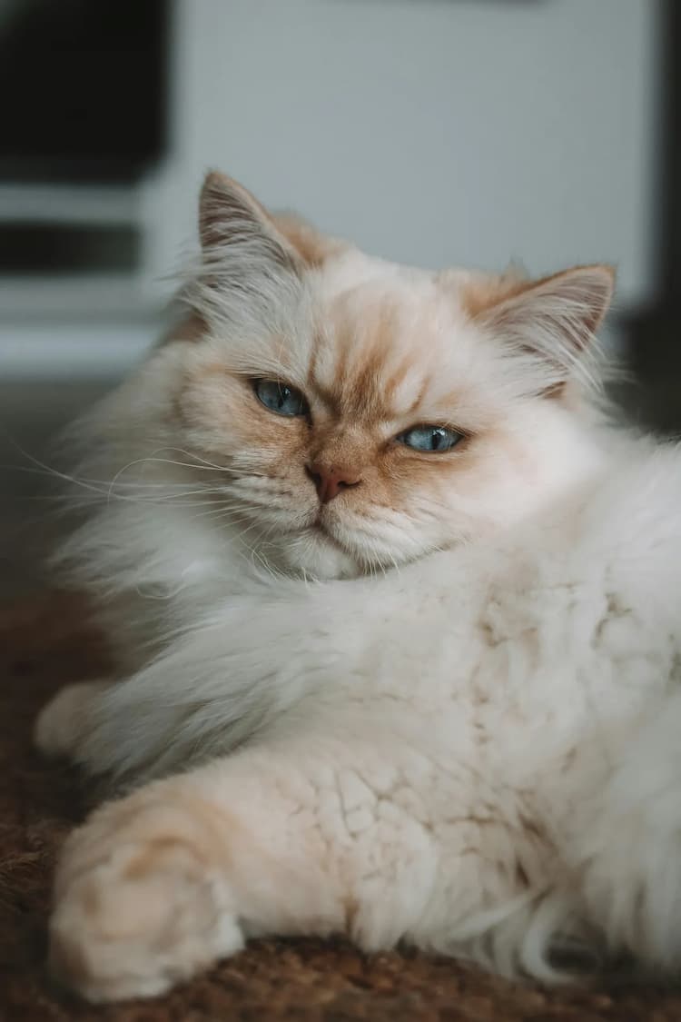 A fluffy British Longhair with cream-colored fur and blue eyes lies on the floor, looking towards the camera with a relaxed expression.