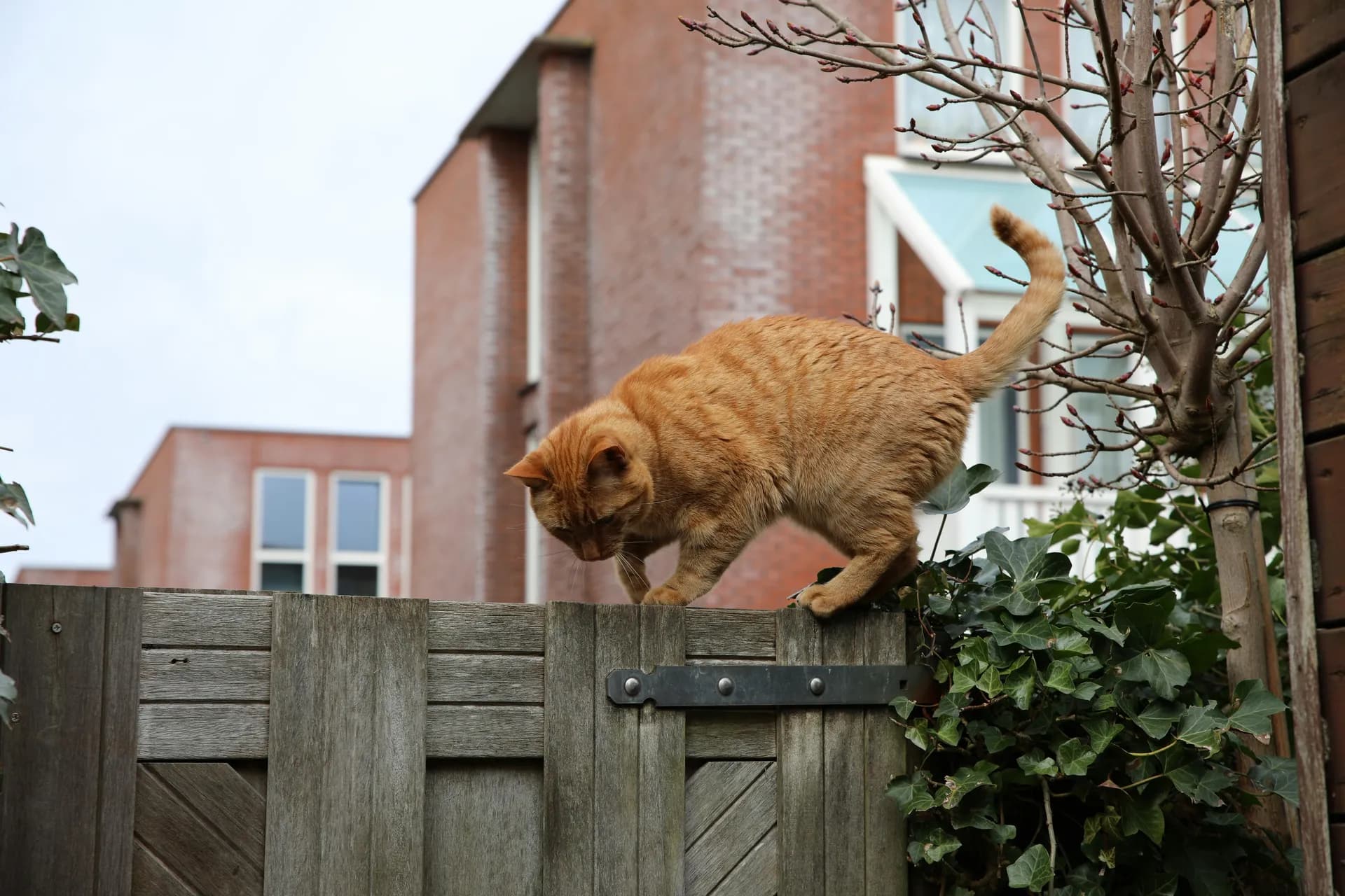 European Shorthair