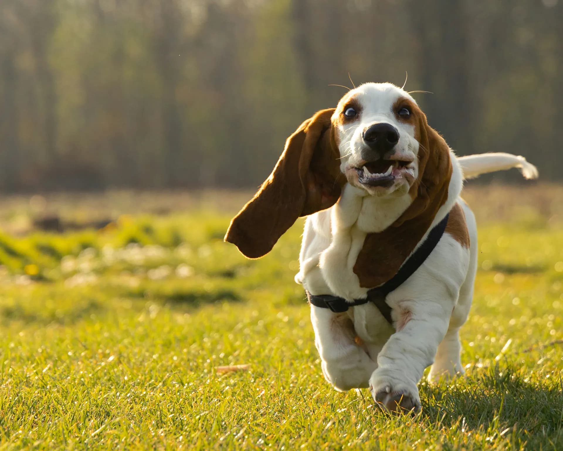 A Basset Hound with long, floppy ears runs on a grassy field on a sunny day, surrounded by trees in the background.