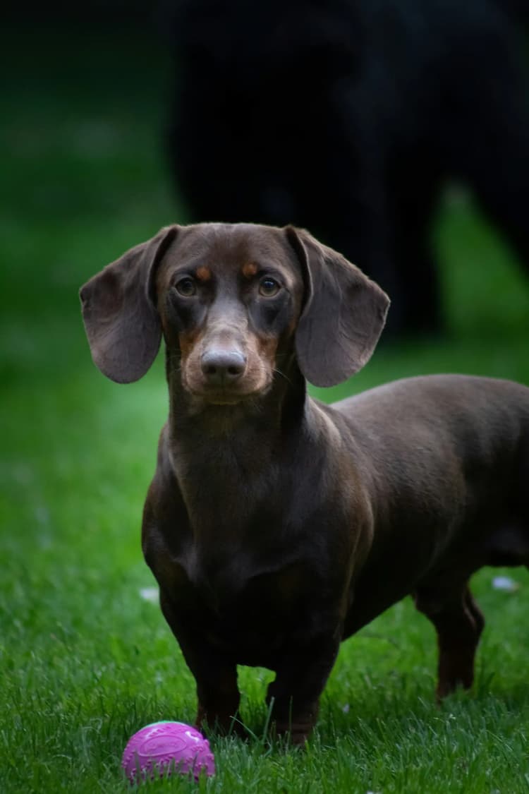 A brown Dachshund stands on the grass, looking ahead with a purple ball in front of it and a larger black dog visible in the background.