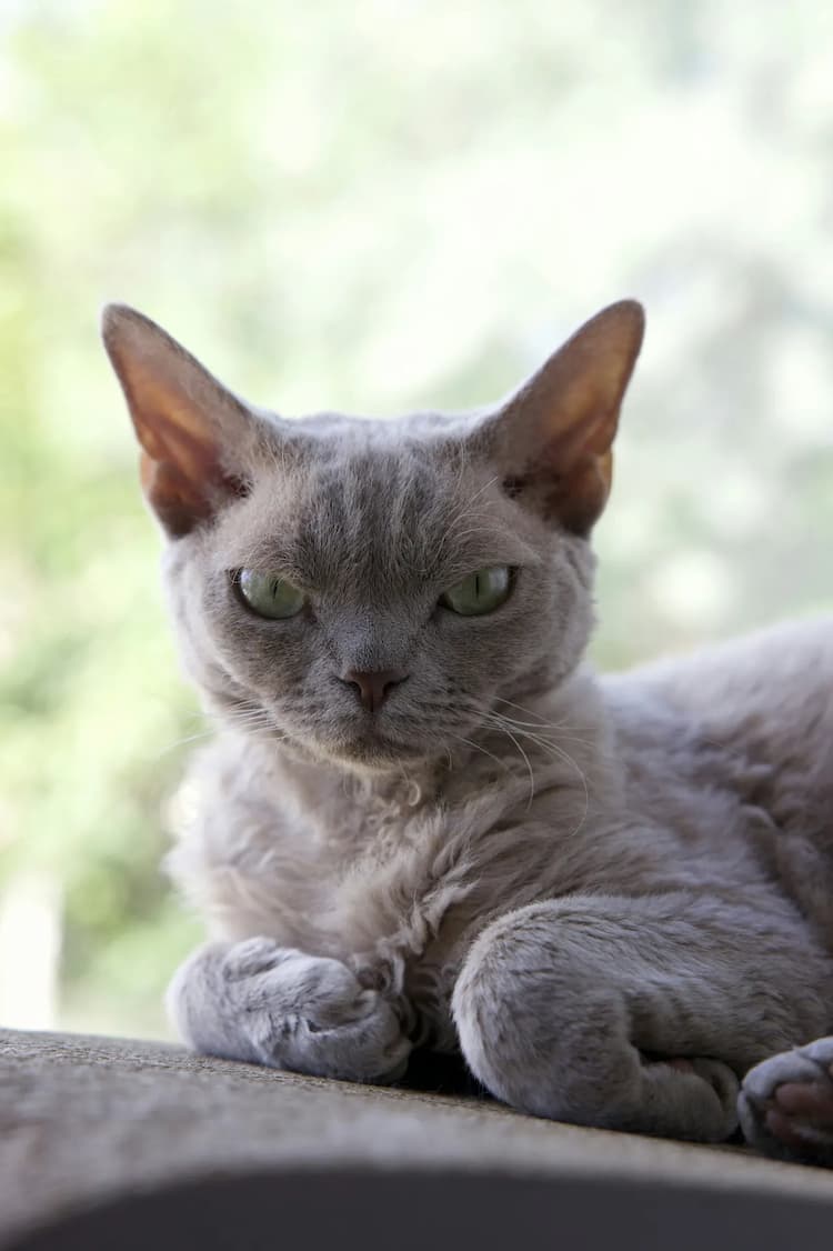 A gray Devon Rex with large ears and green eyes is lying down, looking directly at the camera with a serious expression. The blurred green background indicates an outdoor setting.