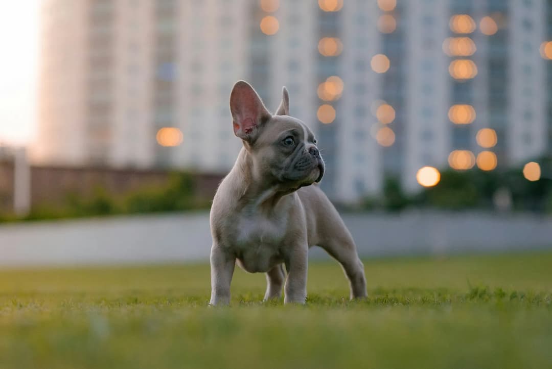 A French Bulldog puppy stands on the grass, looking to the side with curiosity, while blurred buildings and lights create a soft urban backdrop.