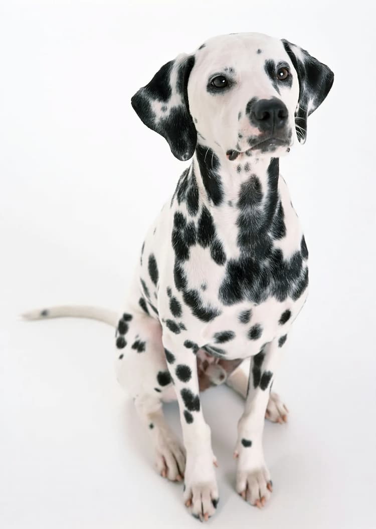 A Dalmatian dog with a white coat and black spots sits on a pristine white background.