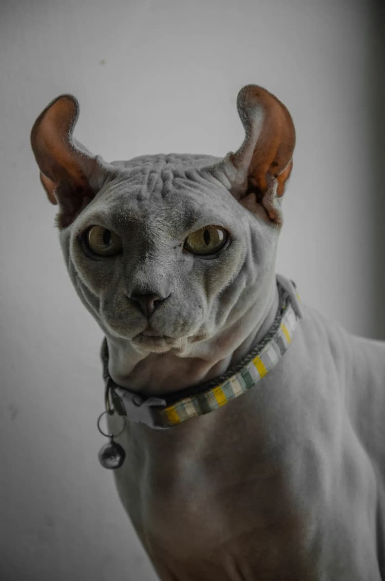 A Sphynx cat wears a patterned collar with a bell, facing the camera with slightly wrinkled skin and large ears. The background is plain and gray.