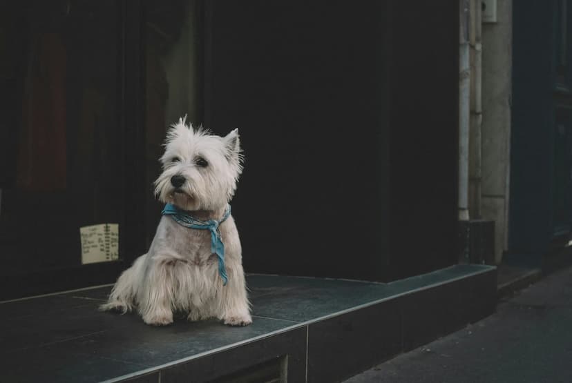 A West Highland White Terrier with a blue bandana sits on the edge of a dark doorway, looking to the left.