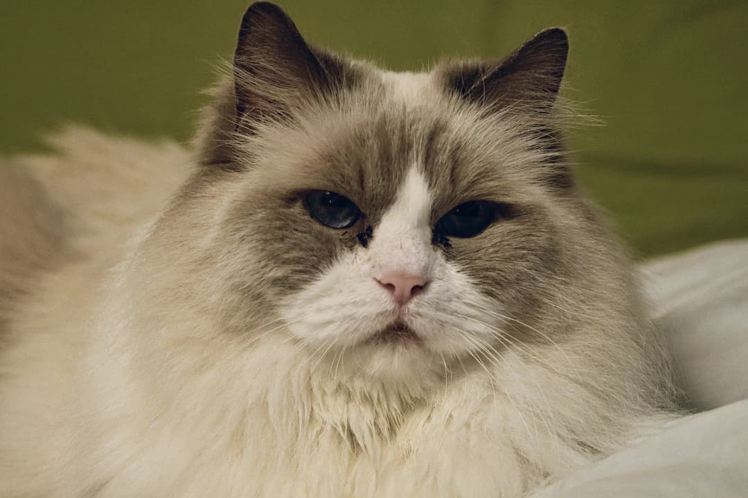 A close-up of a fluffy, long-haired Ragdoll with blue eyes and a serious expression, lying down against a green background.