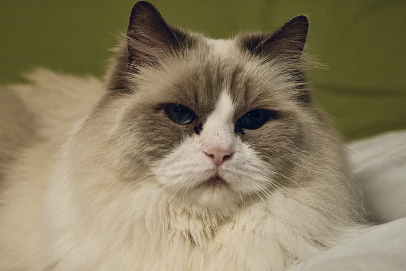 A close-up of a fluffy, long-haired Ragdoll with blue eyes and a serious expression, lying down against a green background.