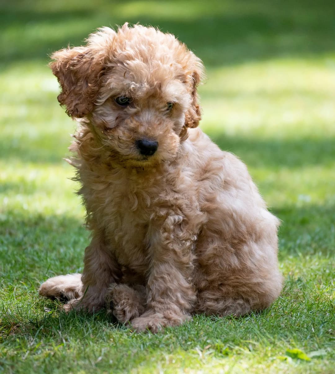 A fluffy brown Cockapoo puppy with curly fur sits on green grass, looking downwards with a slightly tilted head.