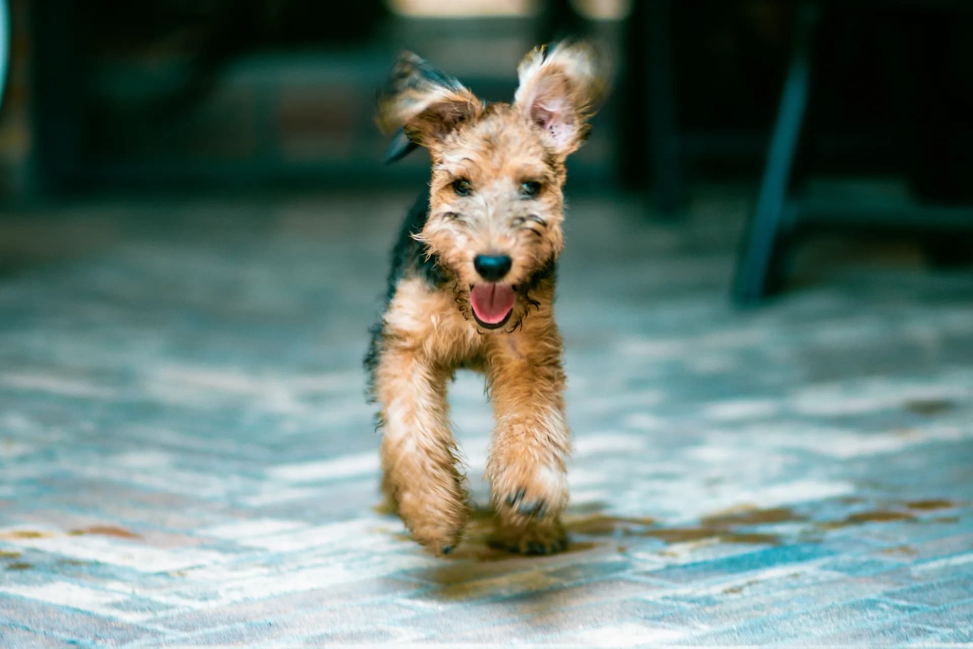 Airedale Terrier