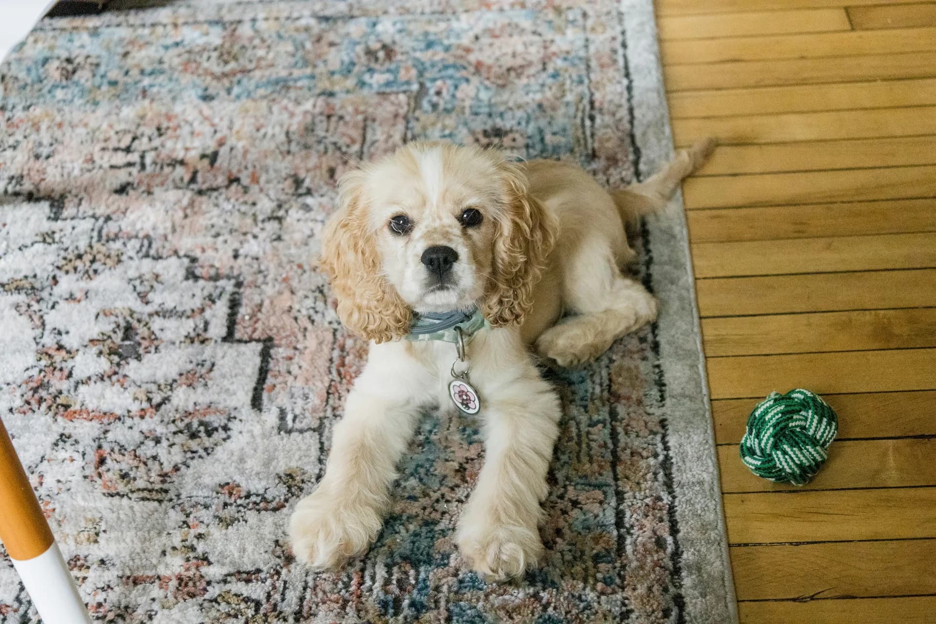 Cocker Spaniel