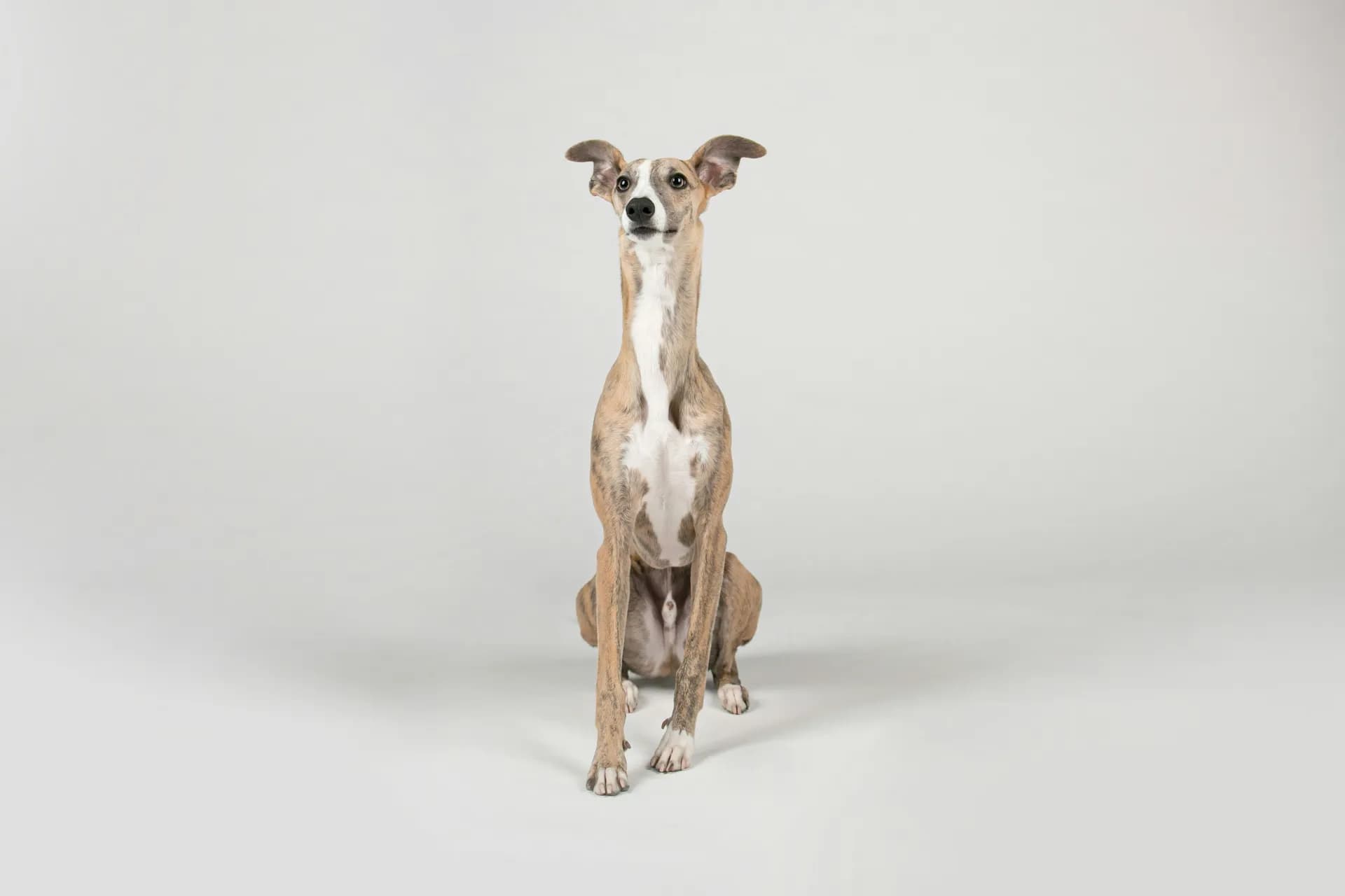 Italian Greyhound