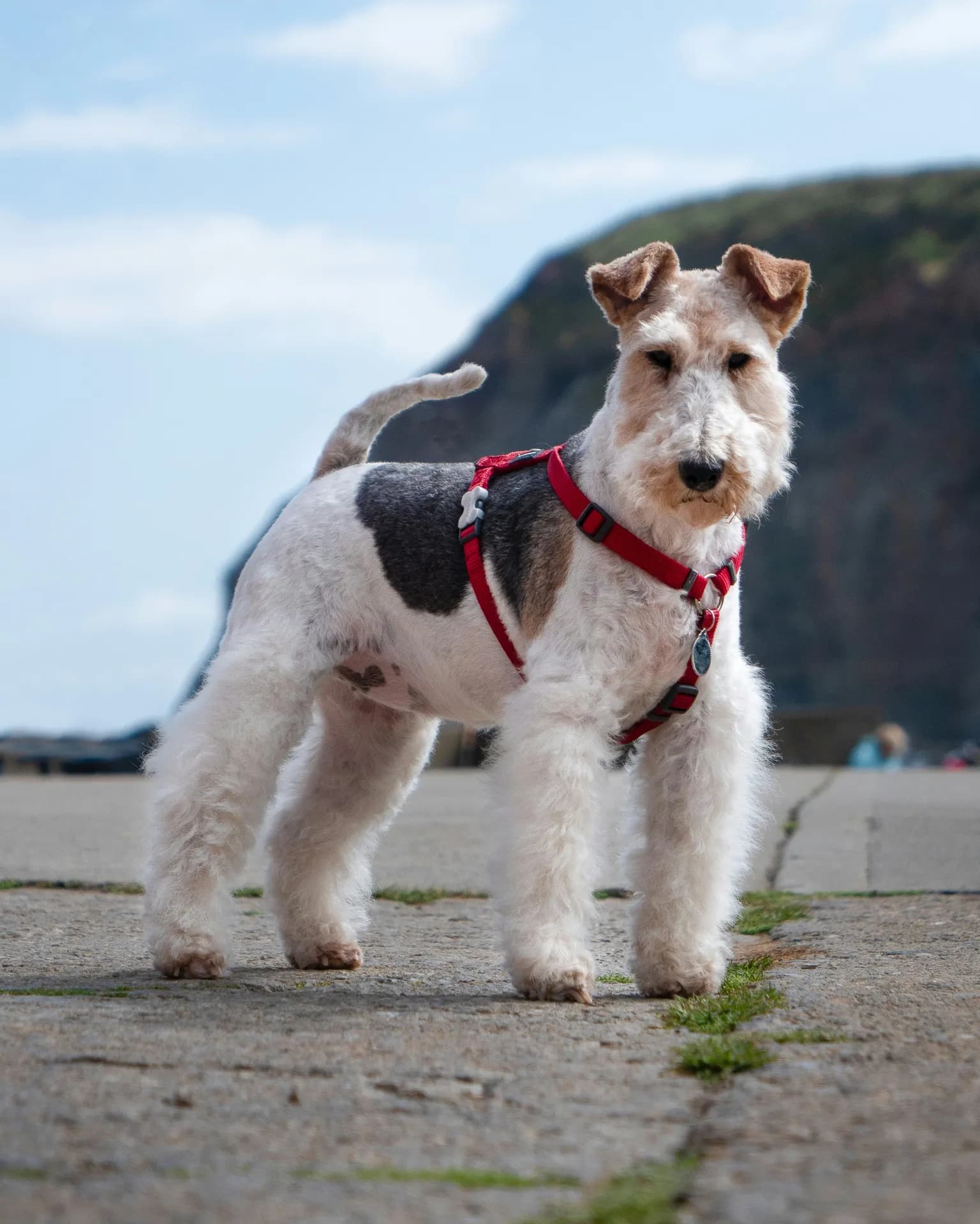 A Wire Fox Terrier with a short white and gray coat, wearing a red harness, stands on a paved path with a rocky cliff in the background.