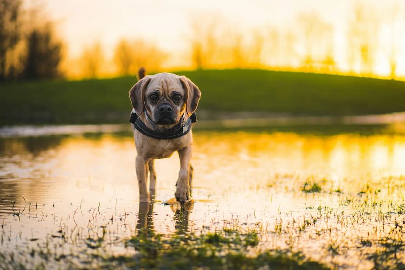 A small Puggle with a harness stands in shallow water in a grassy field at sunset.