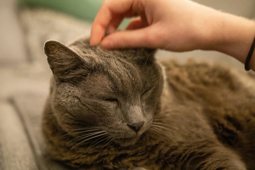 A hand is gently petting a Russian Blue cat that has its eyes closed. The cat appears relaxed and content.