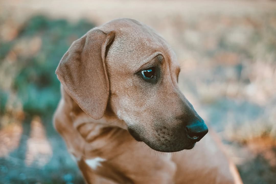 A close-up of a brown Rhodesian Ridgeback with a short coat, looking to the right with a slightly downturned head. The dog is outdoors with a blurred background of grass and foliage.