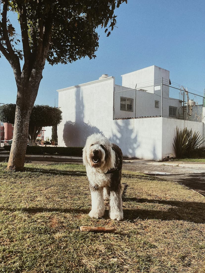 An Old English Sheepdog stands on grass near a tree, with a white building in the background under a clear blue sky.