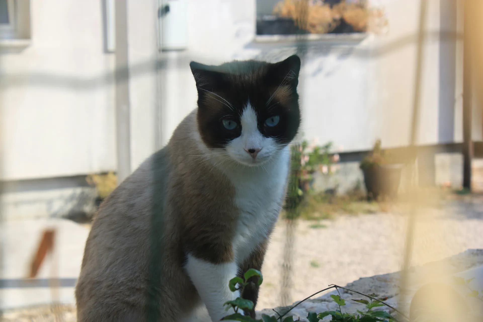 Snowshoe