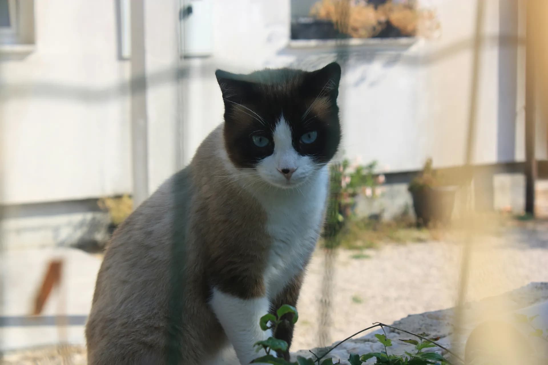 A Snowshoe cat with blue eyes and a brown coat sits outdoors, against a backdrop of blurred buildings and plants.