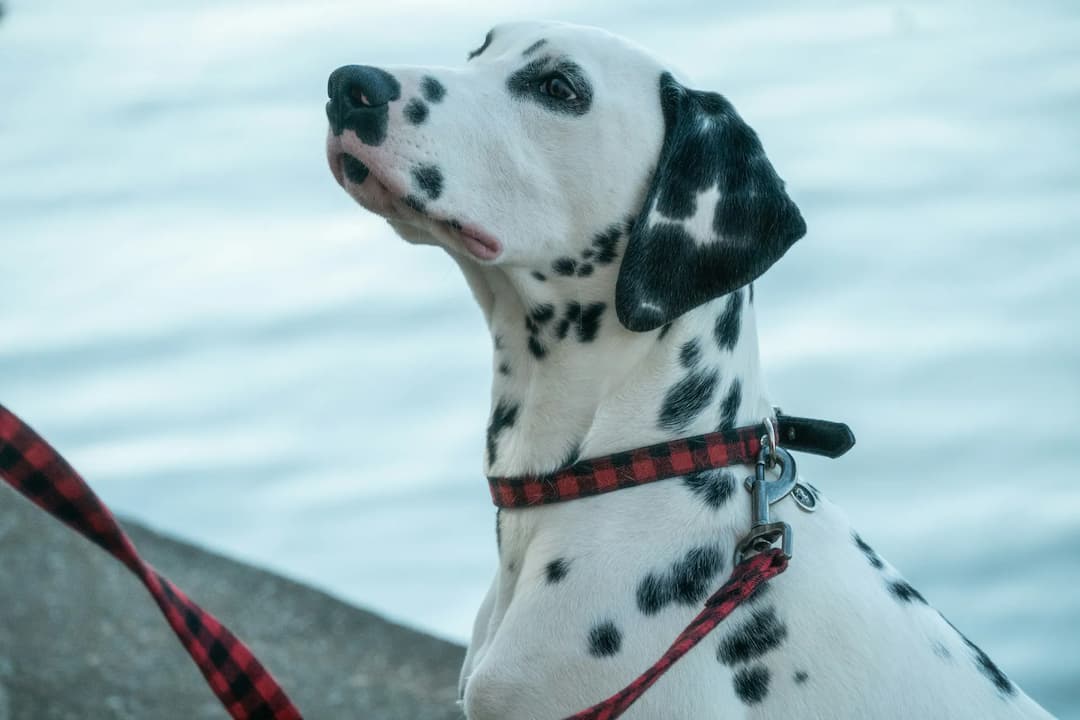 A Dalmatian with a red-and-black plaid collar and leash sits on a concrete surface, looking up, with a blurred water background. This loyal dog gazes attentively, creating a serene moment against the tranquil scenery.