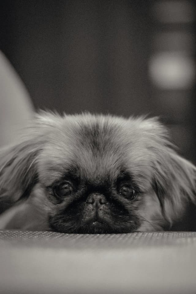 A small Pekingese with long fur rests its head on a surface, gazing forward with a relaxed expression.