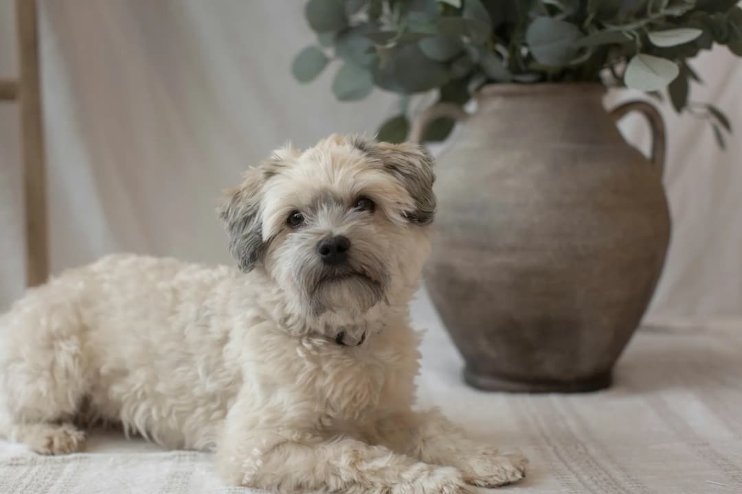 A small, light-colored Havanese with curly fur lies on a white textured surface. There is a rustic vase with greenery in the background.