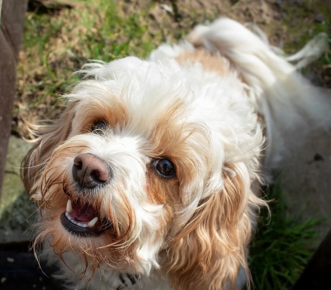 A close-up photo of a small, fluffy Cavachon with white and light brown fur, looking up with an open mouth and bright eyes, standing on grass and concrete.