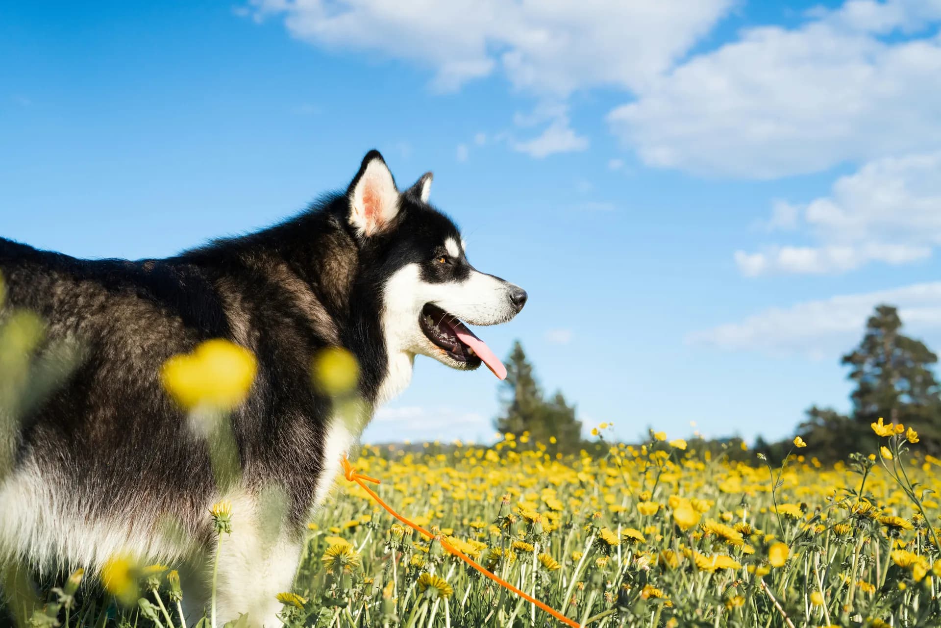 Alaskan Malamute