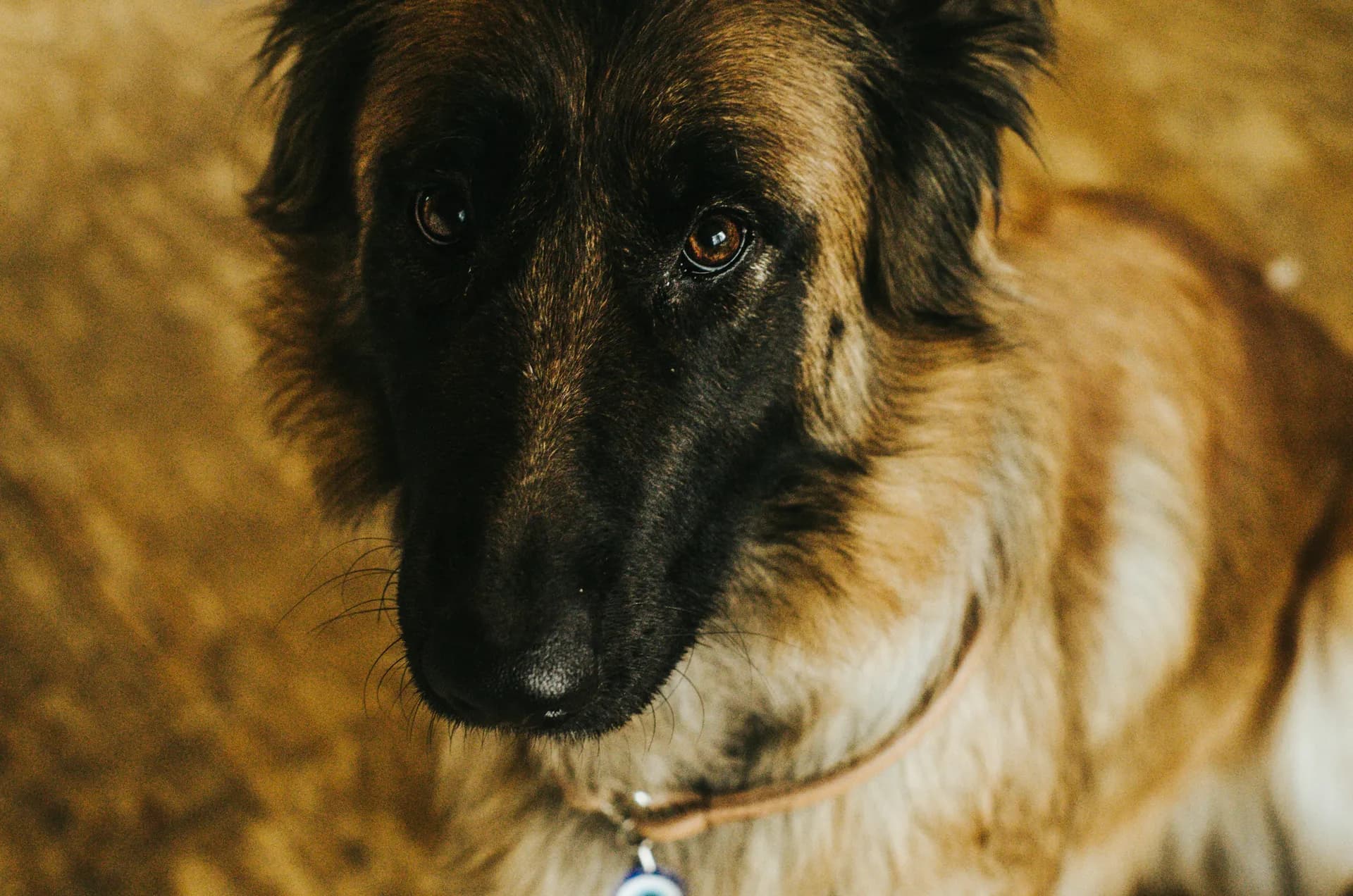 Belgian Tervuren