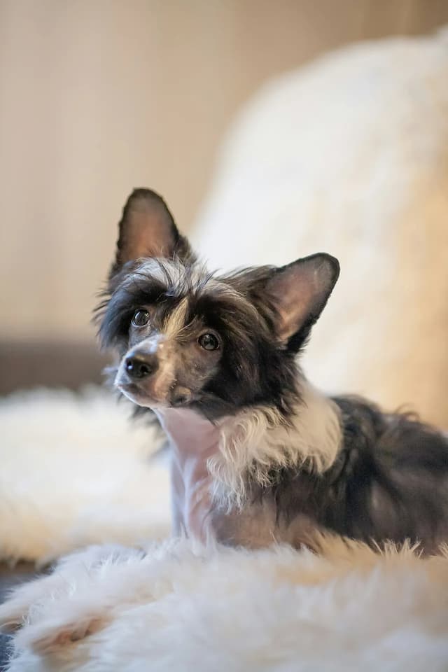 A small Chinese Crested with large ears and fluffy fur around its neck is lying on a soft, white blanket and looking at the camera.