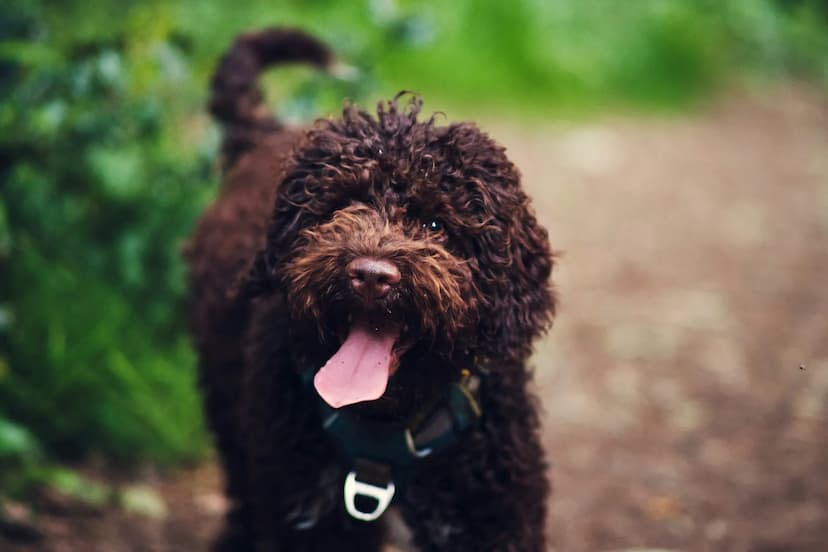 A curly-haired brown Lagotto Romagnolo with its tongue out stands on a dirt path surrounded by greenery.