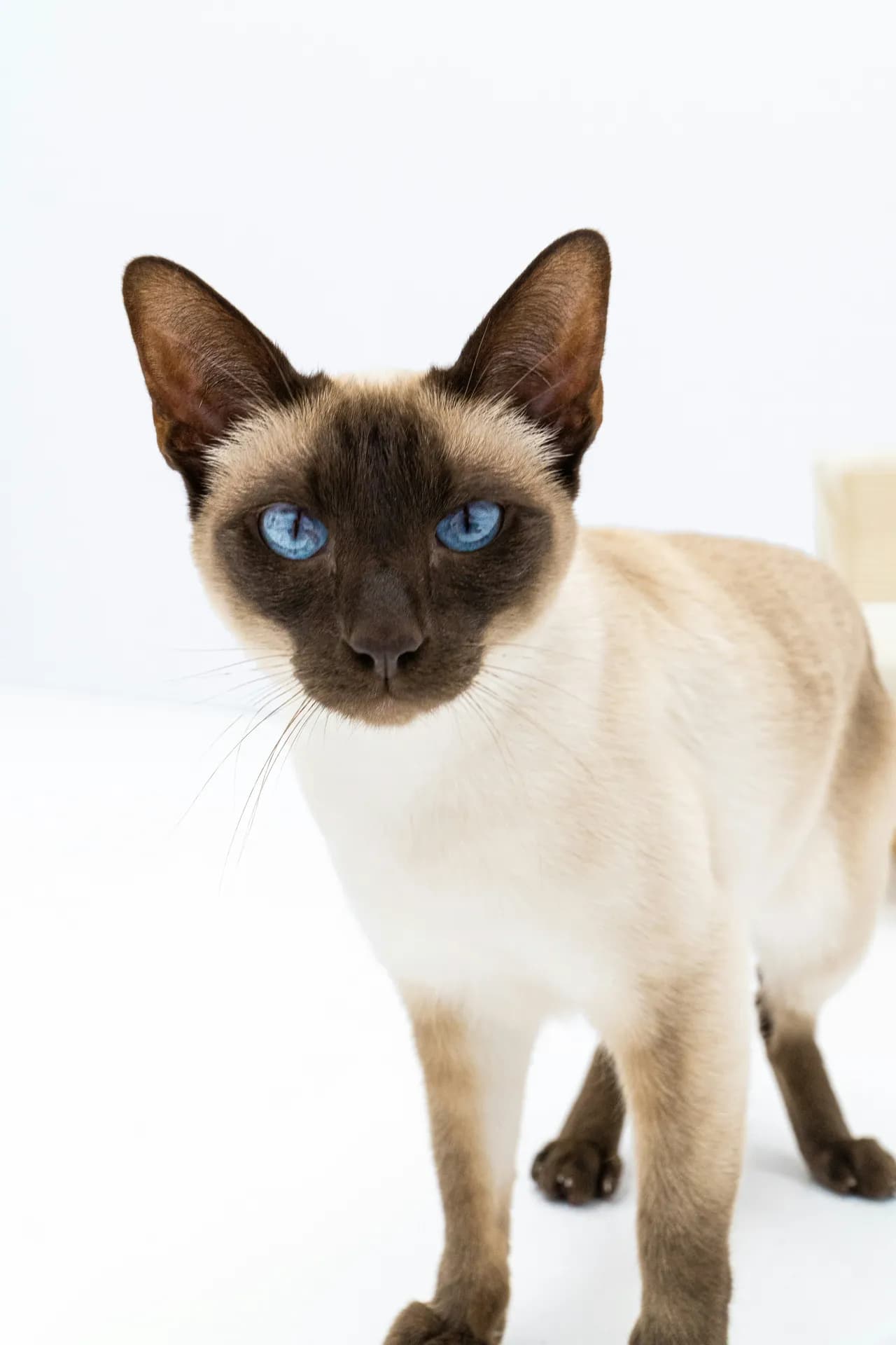 Siamese