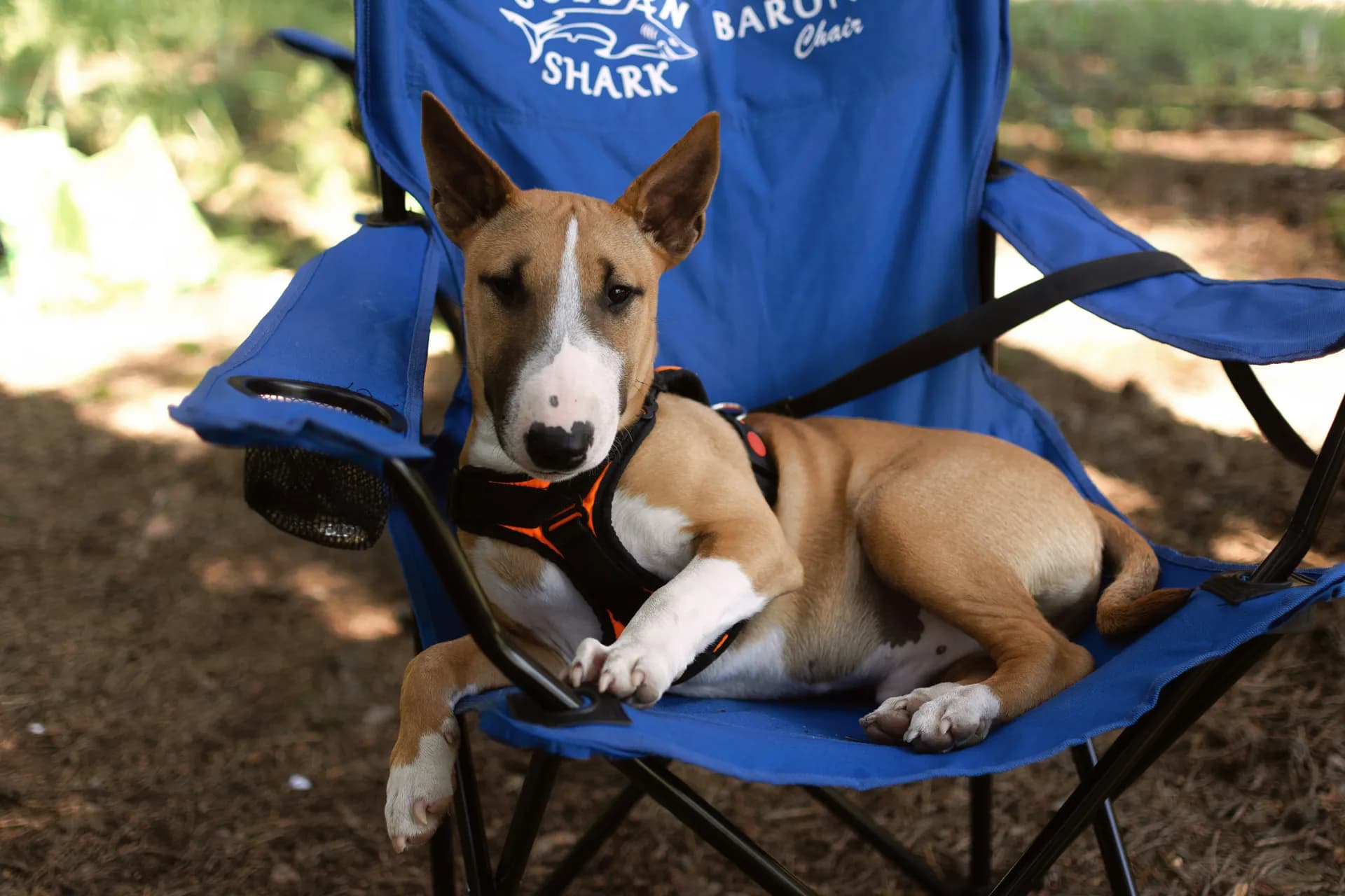 Miniature Bull Terrier