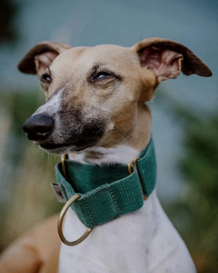 Close-up of a Whippet wearing a green collar, standing outdoors with a calm expression.