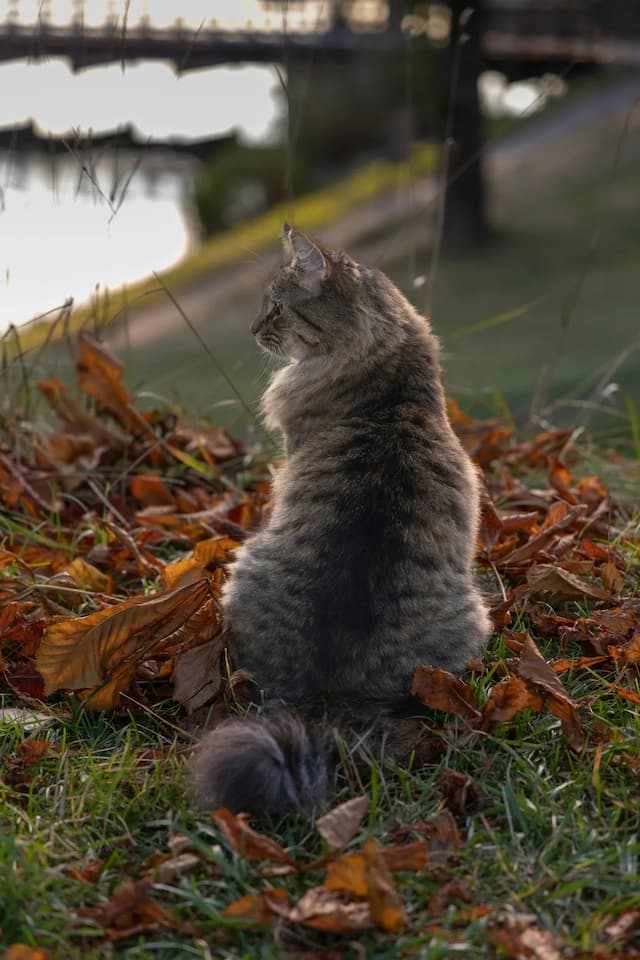 A Norwegian Forest cat sits on fallen leaves, looking away with a grassy area and water in the background.