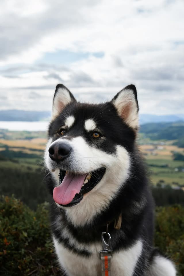 Close-up of a black and white Alaskan Malamute with its tongue out, against a scenic backdrop of hills and cloudy sky.