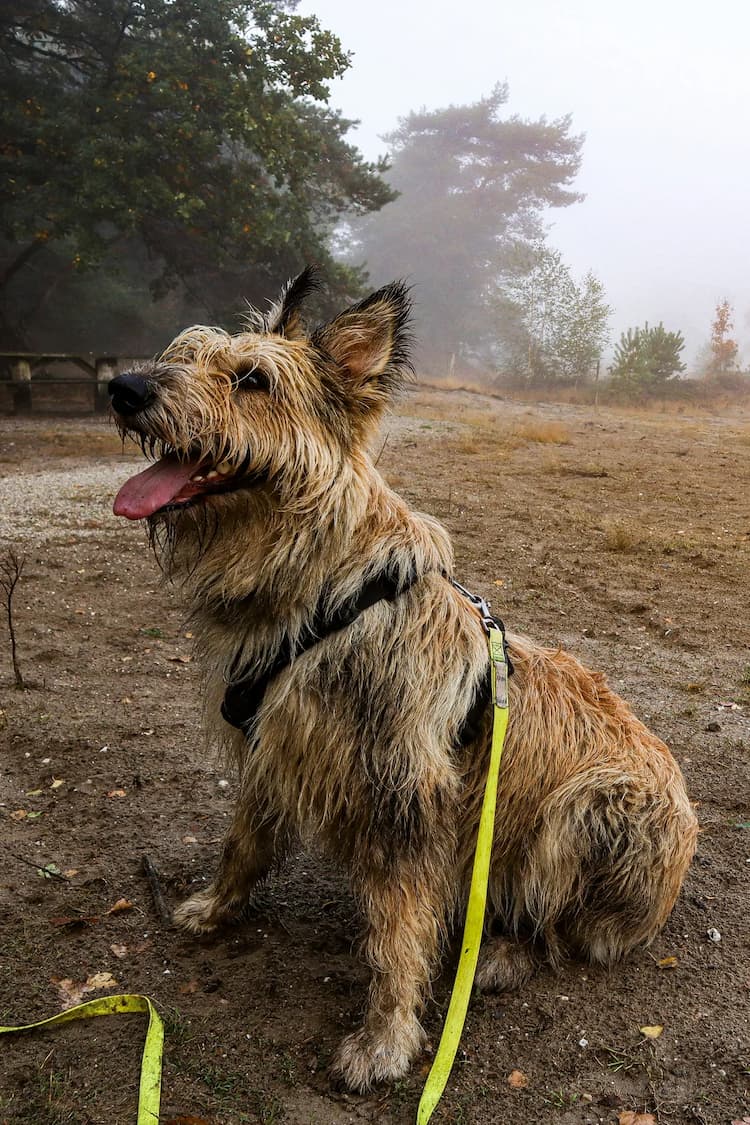 A wet, shaggy Berger Picard sitting on a leash in a foggy outdoor setting with trees and dry grass in the background.