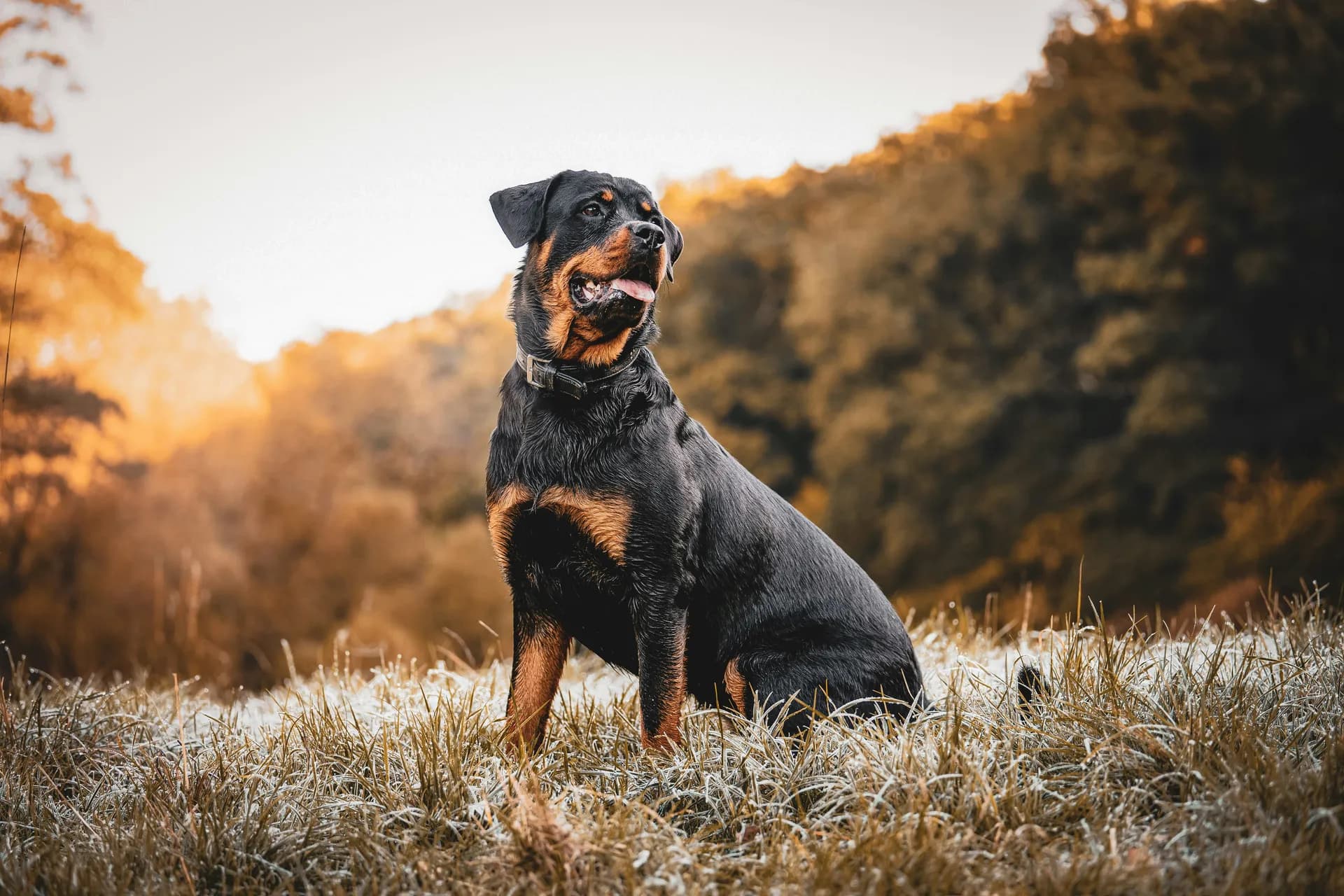 A Rottweiler dog sits on grass with woodland in the background, looking to its left.