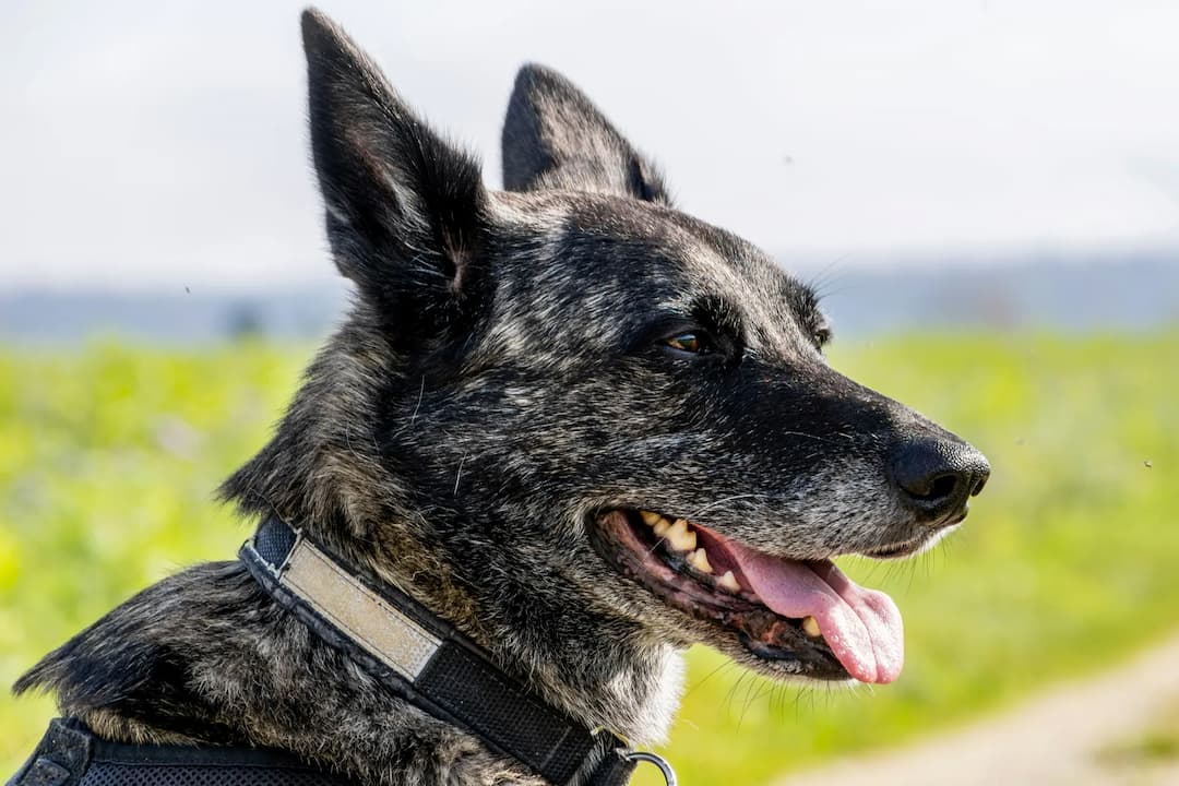 A black and gray Dutch Shepherd with pointed ears and a slight smile is wearing a collar and harness, pictured outdoors with a blurred natural background.