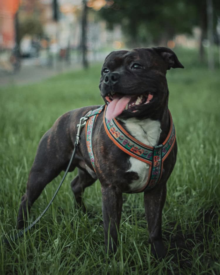 A black and brown Staffordshire Bull Terrier with a colorful harness stands on the green grass, looking off to the side with its tongue out.